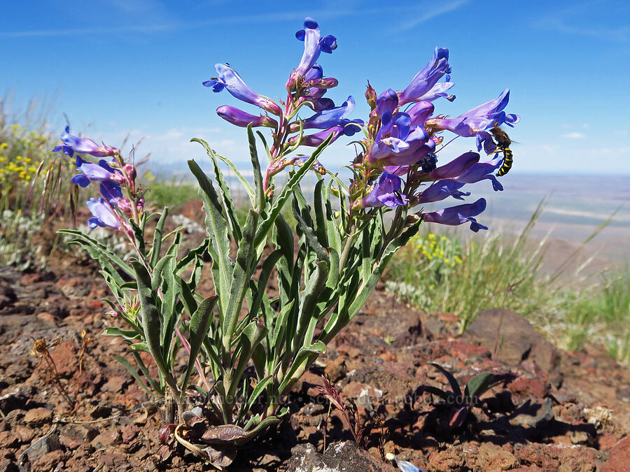 showy penstemon (Penstemon speciosus) [south of Domingo Pass, Pueblo Mountains, Harney County, Oregon]