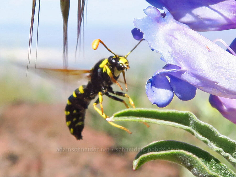 pollen wasp & showy penstemon (Pseudomasaris vespoides, Penstemon speciosus) [south of Domingo Pass, Pueblo Mountains, Harney County, Oregon]