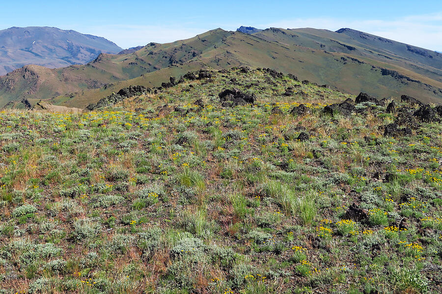 desert yellow daisies/fleabane (Erigeron linearis) [south of Domingo Pass, Pueblo Mountains, Harney County, Oregon]