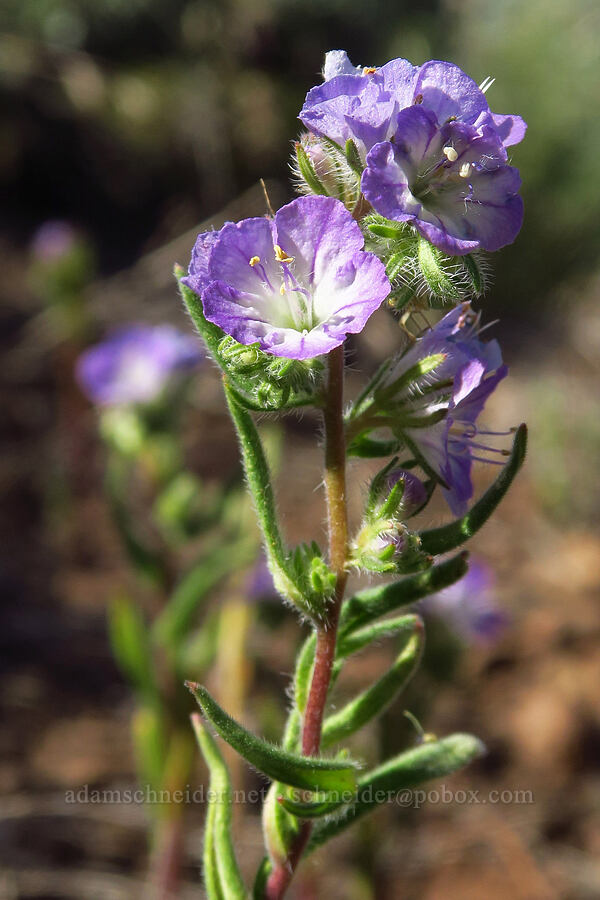 thread-leaf phacelia (Phacelia linearis) [south of Domingo Pass, Pueblo Mountains, Harney County, Oregon]