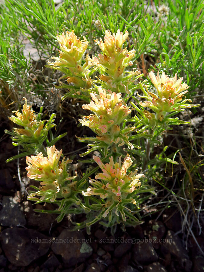 yellow paintbrush (Castilleja angustifolia var. flavescens) [south of Domingo Pass, Pueblo Mountains, Harney County, Oregon]