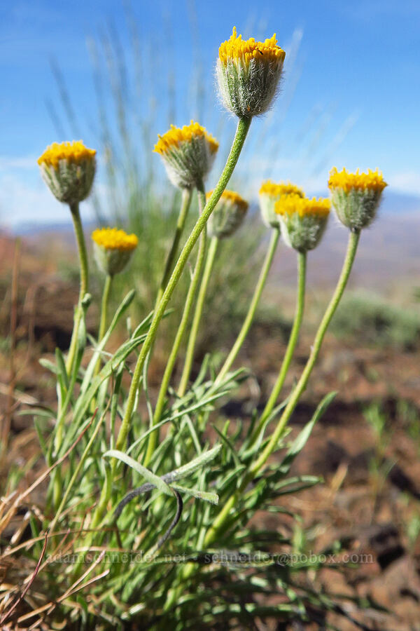 scabland fleabane (Erigeron bloomeri var. bloomeri) [south of Domingo Pass, Pueblo Mountains, Harney County, Oregon]