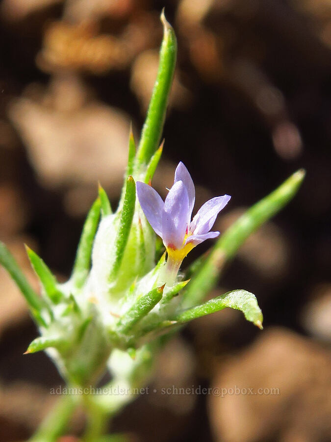 maroon-spotted woolly-star (Eriastrum signatum) [south of Domingo Pass, Pueblo Mountains, Harney County, Oregon]