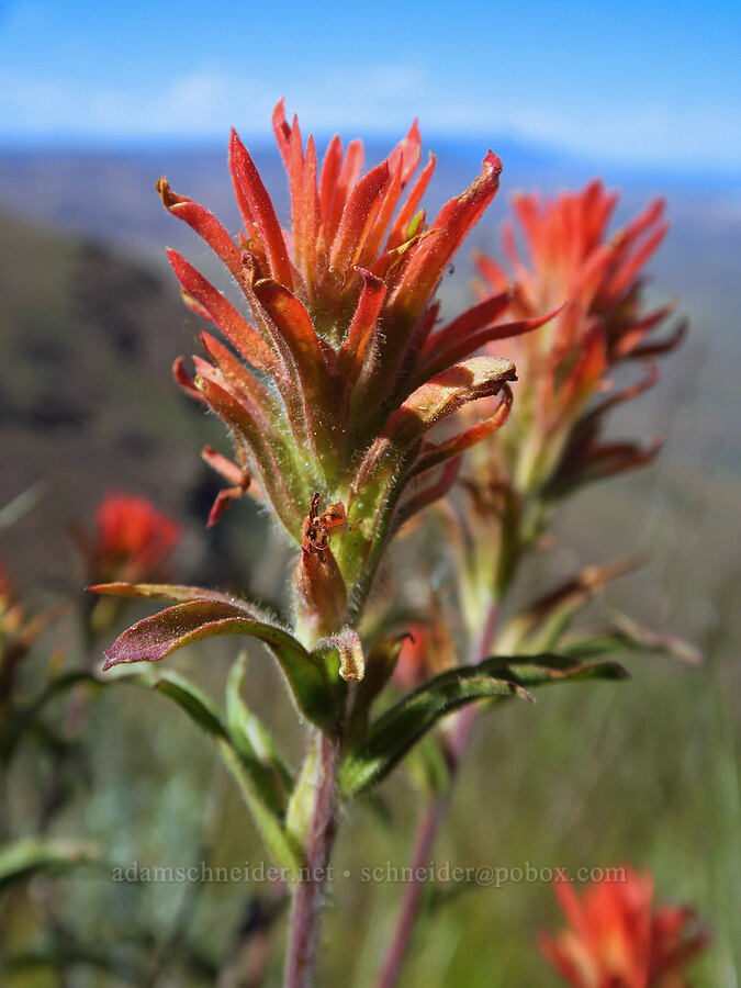 wavy-leaf paintbrush (?) (Castilleja applegatei var. pinetorum) [south of Domingo Pass, Pueblo Mountains, Harney County, Oregon]