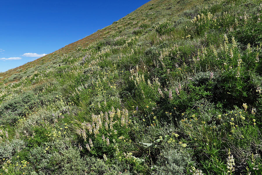 spurred lupine (Lupinus arbustus) [south of Domingo Pass, Pueblo Mountains, Harney County, Oregon]