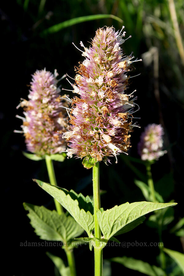 nettle-leaf horse-mint (Agastache urticifolia) [south of Domingo Pass, Pueblo Mountains, Harney County, Oregon]