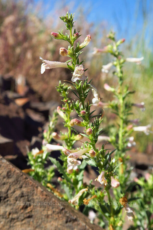 hot rock penstemon (Penstemon deustus) [south of Domingo Pass, Pueblo Mountains, Harney County, Oregon]