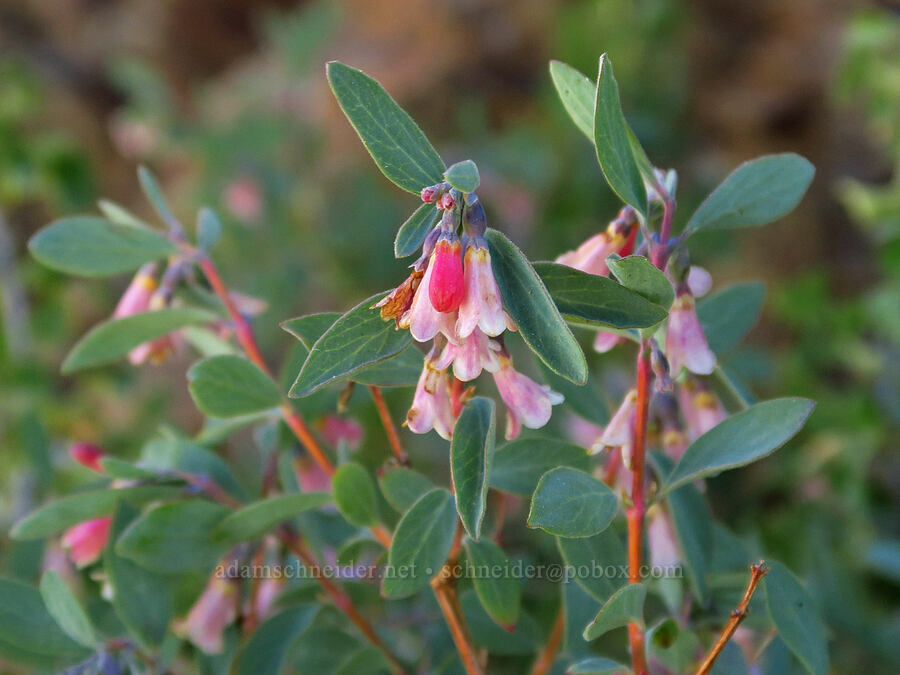 mountain snowberry flowers (Symphoricarpos rotundifolius) [south of Domingo Pass, Pueblo Mountains, Harney County, Oregon]