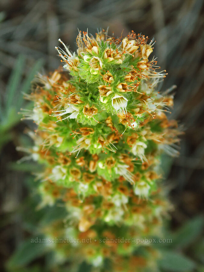 virgate phacelia (Phacelia heterophylla ssp. virgata) [south of Domingo Pass, Pueblo Mountains, Harney County, Oregon]