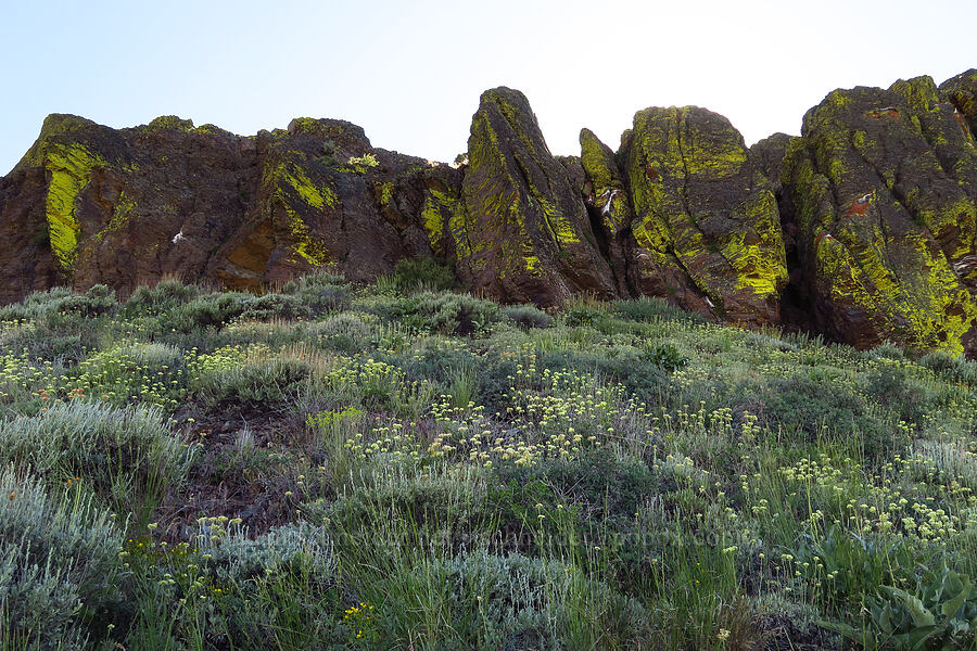 wildflowers & cliffs [south of Domingo Pass, Pueblo Mountains, Harney County, Oregon]