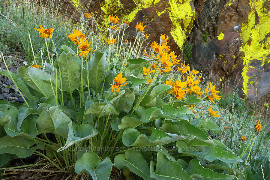 arrow-leaf balsamroot (Balsamorhiza sagittata) [south of Domingo Pass, Pueblo Mountains, Harney County, Oregon]