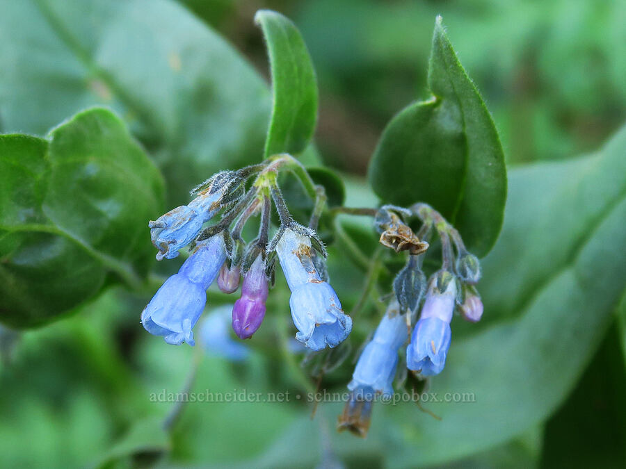 mountain bluebells (Mertensia ciliata) [south of Domingo Pass, Pueblo Mountains, Harney County, Oregon]