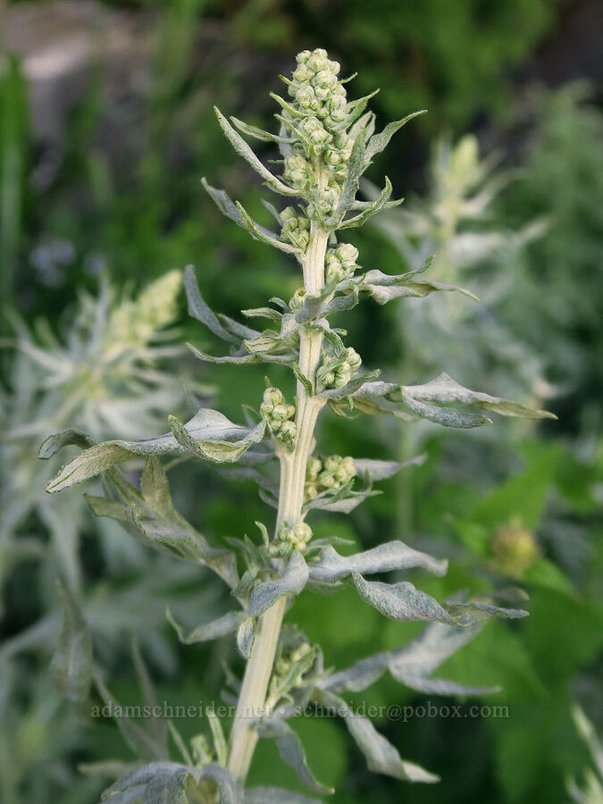 gray sagewort (Artemisia ludoviciana ssp. candicans) [south of Domingo Pass, Pueblo Mountains, Harney County, Oregon]