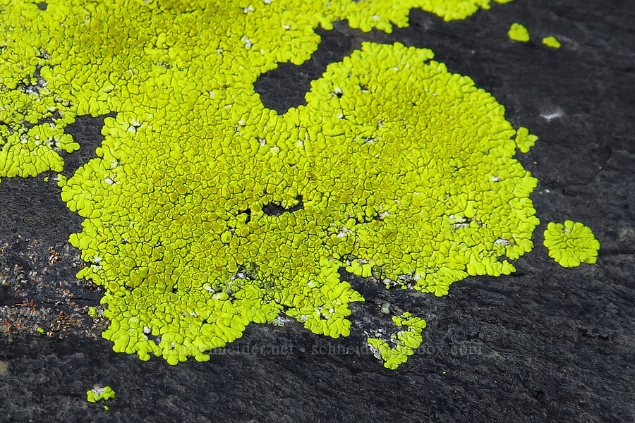 bright yellow lichen [south of Domingo Pass, Pueblo Mountains, Harney County, Oregon]