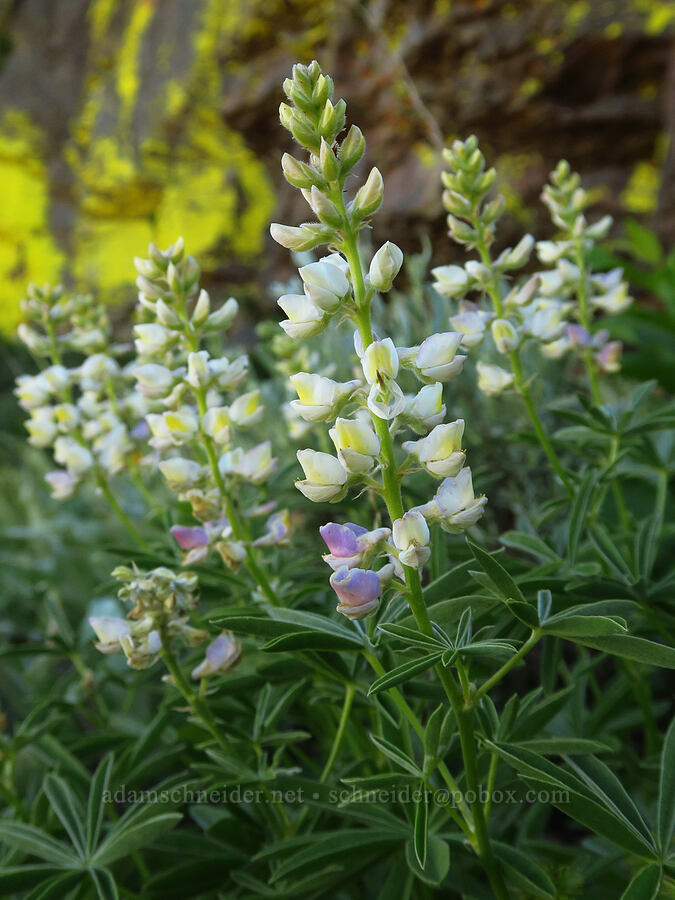 spurred lupine (Lupinus arbustus) [south of Domingo Pass, Pueblo Mountains, Harney County, Oregon]