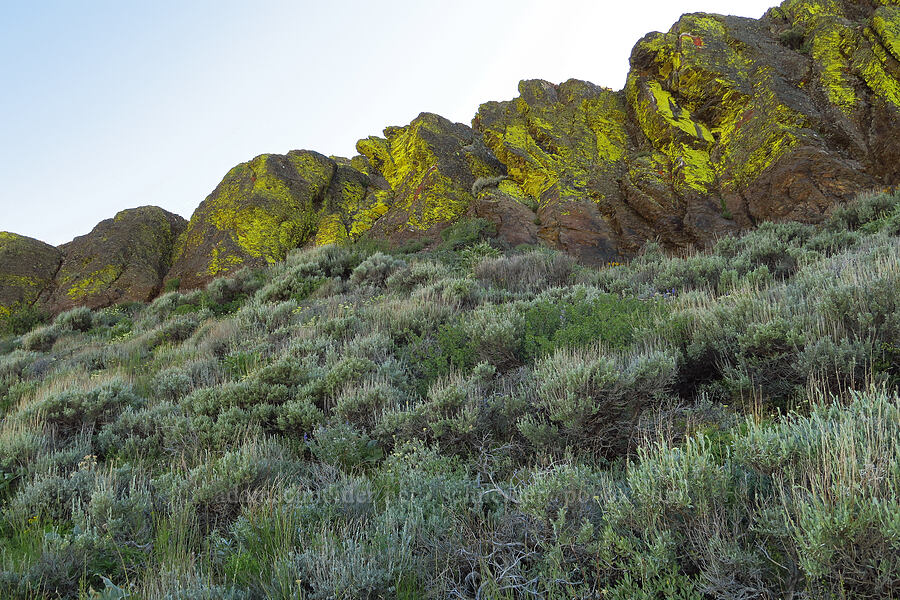 wildflowers [south of Domingo Pass, Pueblo Mountains, Harney County, Oregon]