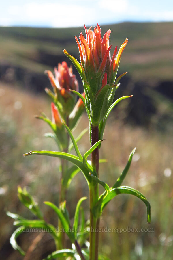 Wyoming paintbrush (Castilleja linariifolia) [south of Domingo Pass, Pueblo Mountains, Harney County, Oregon]