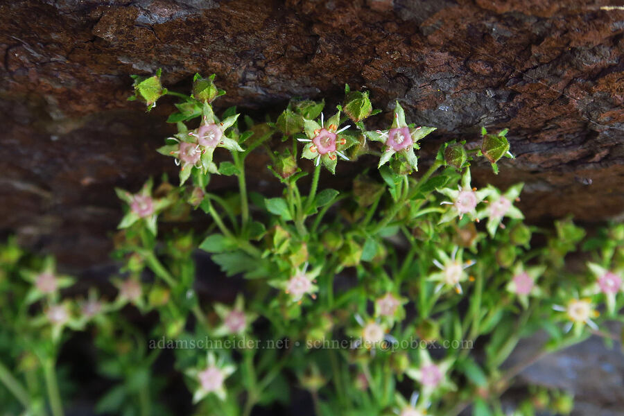 Owyhee ivesia (Ivesia baileyi var. beneolens (Potentilla baileyi var. beneolens)) [south of Domingo Pass, Pueblo Mountains, Harney County, Oregon]