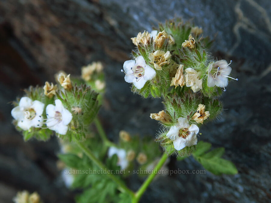 branching phacelia (Phacelia ramosissima) [south of Domingo Pass, Pueblo Mountains, Harney County, Oregon]