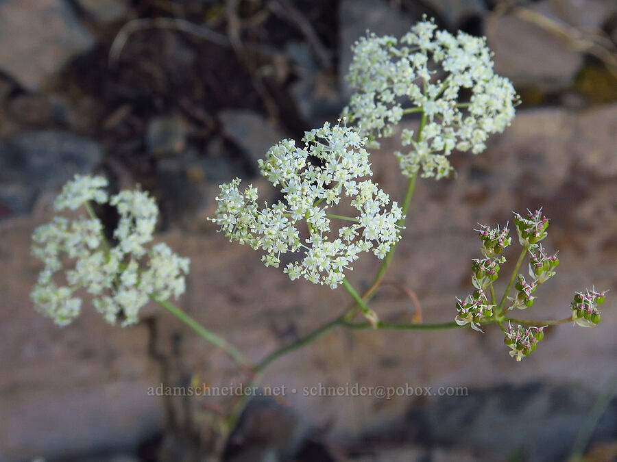 Bolander's yampah (Perideridia bolanderi) [south of Domingo Pass, Pueblo Mountains, Harney County, Oregon]