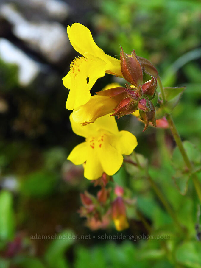 monkeyflower (Erythranthe sp. (Mimulus sp.)) [south of Domingo Pass, Pueblo Mountains, Harney County, Oregon]