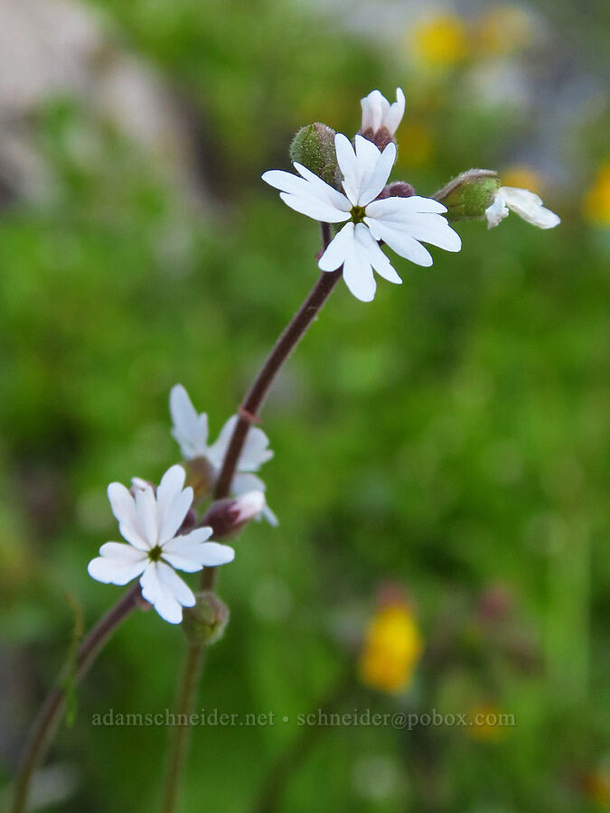 prairie star (Lithophragma parviflorum) [south of Domingo Pass, Pueblo Mountains, Harney County, Oregon]