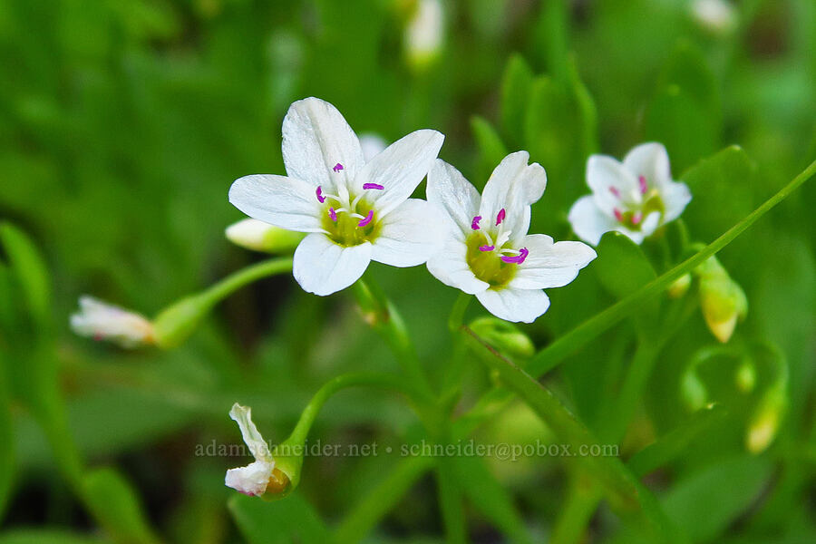 water montia (Montia chamissoi (Claytonia chamissoi)) [south of Domingo Pass, Pueblo Mountains, Harney County, Oregon]