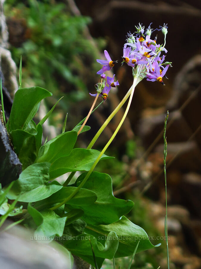 few-flowered shooting-star (Dodecatheon pulchellum var. pulchellum (Primula pauciflora var. pauciflora)) [south of Domingo Pass, Pueblo Mountains, Harney County, Oregon]