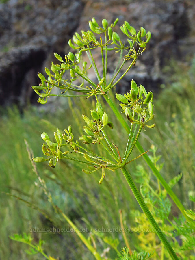 fern-leaf desert parsley, going to seed (Lomatium multifidum (Lomatium dissectum var. multifidum)) [south of Domingo Pass, Pueblo Mountains, Harney County, Oregon]