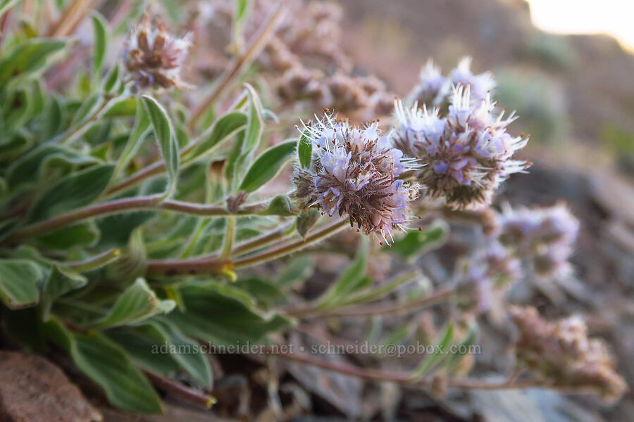 purple phacelia (Phacelia hastata var. alpina (Phacelia alpina)) [south of Domingo Pass, Pueblo Mountains, Harney County, Oregon]