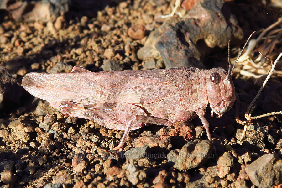 Nevada red-wing grasshopper (?) (Cratypedes lateritius) [Domingo Pass, Pueblo Mountains, Harney County, Oregon]