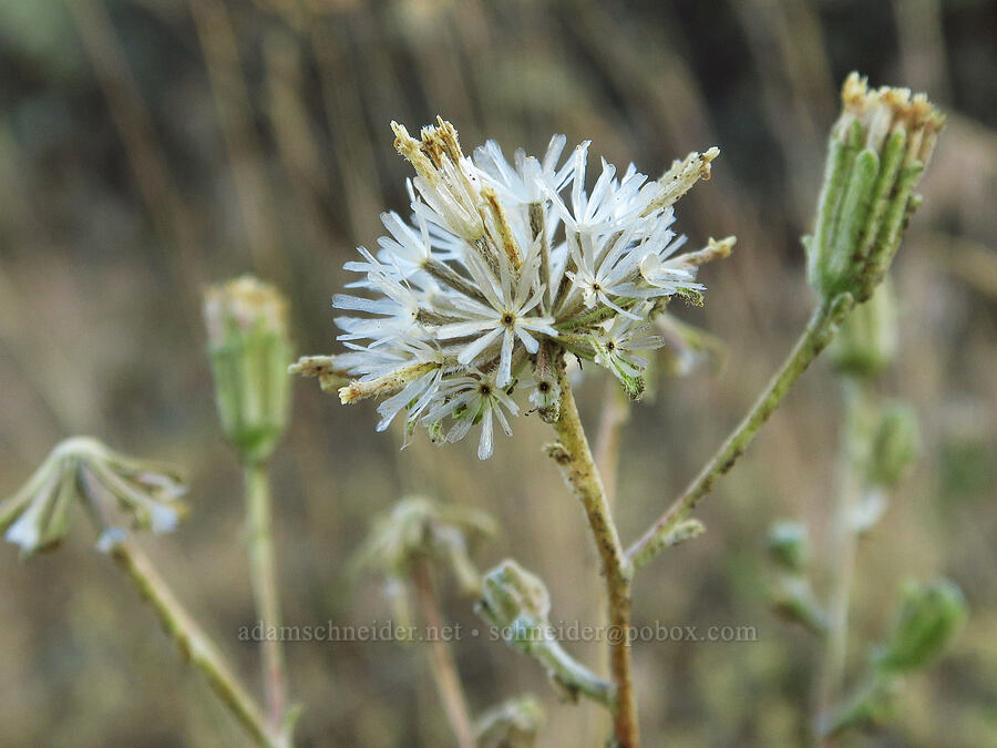 Douglas' pincushion, gone to seed (Chaenactis douglasii) [Domingo Pass Road, Harney County, Oregon]