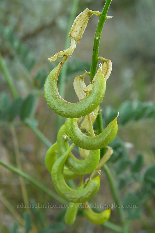 curve-pod milk-vetch pods (Astragalus curvicarpus var. curvicarpus) [Domingo Pass Road, Harney County, Oregon]