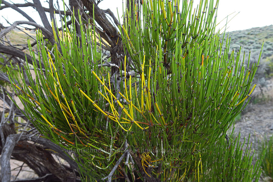 green joint-fir (Ephedra viridis) [Domingo Pass Road, Harney County, Oregon]