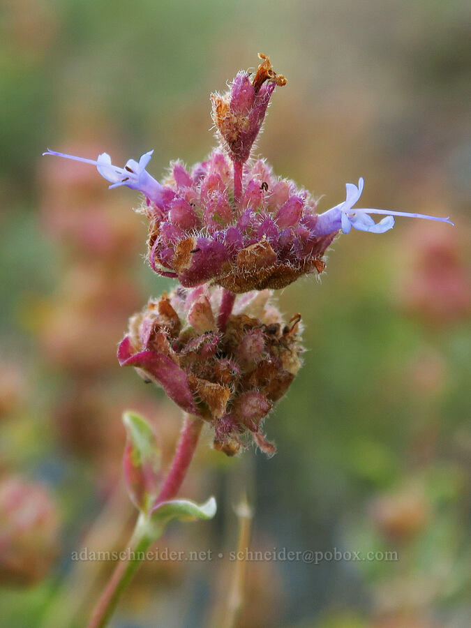 purple sage, fading (Salvia dorrii) [Domingo Pass Road, Harney County, Oregon]