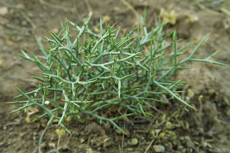 thorny skeleton-weed (Pleiacanthus spinosus (Stephanomeria spinosa)) [Domingo Pass Road, Harney County, Oregon]