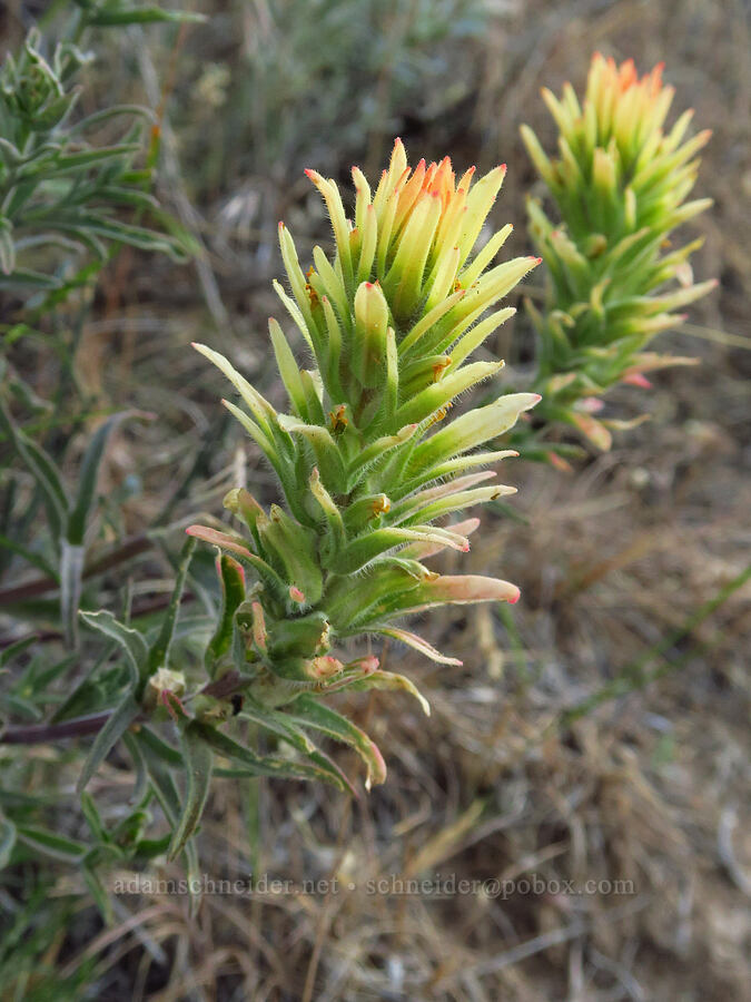 yellow paintbrush (Castilleja angustifolia var. flavescens) [Domingo Pass Road, Harney County, Oregon]