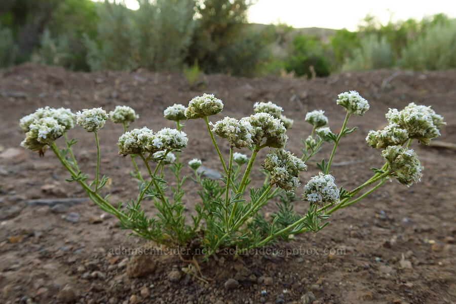 ball-head sandwort (Eremogone congesta (Arenaria congesta)) [Domingo Pass Road, Harney County, Oregon]