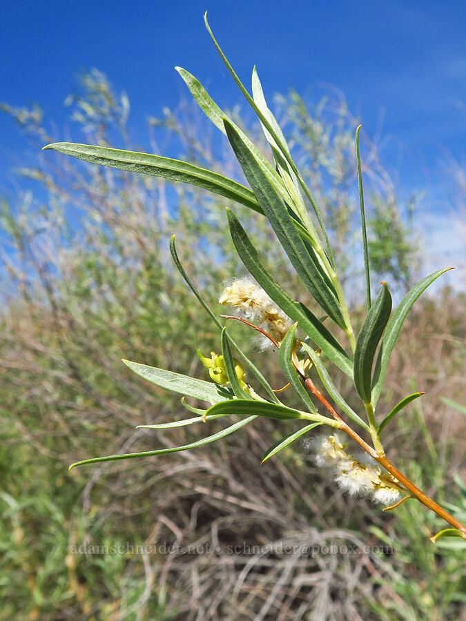 willow (which?) (Salix sp.) [Whitehorse Ranch Road, Harney County, Oregon]