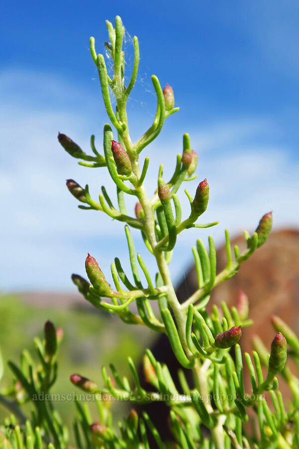 greasewood (Sarcobatus vermiculatus) [Willow Creek Hot Springs, Harney County, Oregon]