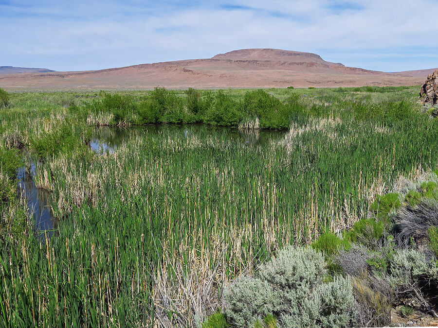 pond along Willow Creek [Willow Creek Hot Springs, Harney County, Oregon]