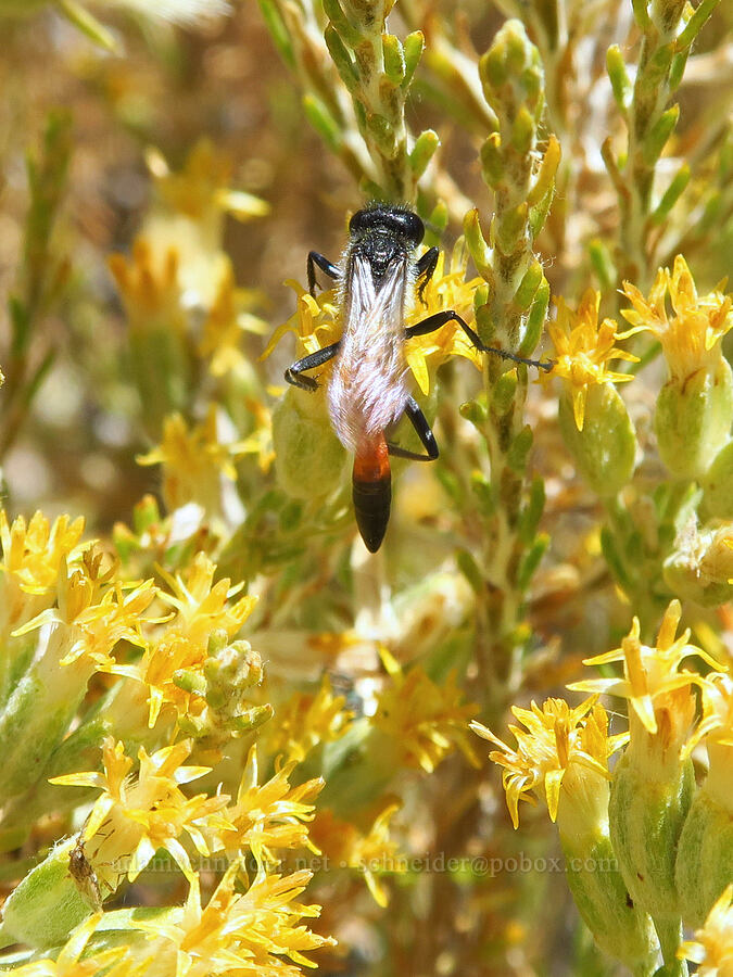 wasp on horse-brush (Podalonia sp., Tetradymia glabrata) [Willow Creek Hot Springs, Harney County, Oregon]