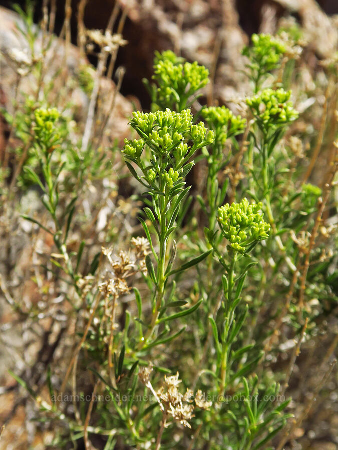 yellow rabbit-brush, budding (Chrysothamnus viscidiflorus (Ericameria viscidiflora)) [Willow Creek Hot Springs, Harney County, Oregon]