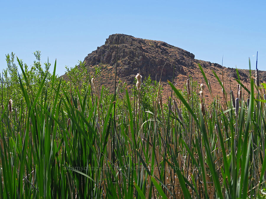 cat-tails (Typha latifolia) [Willow Creek Hot Springs, Harney County, Oregon]