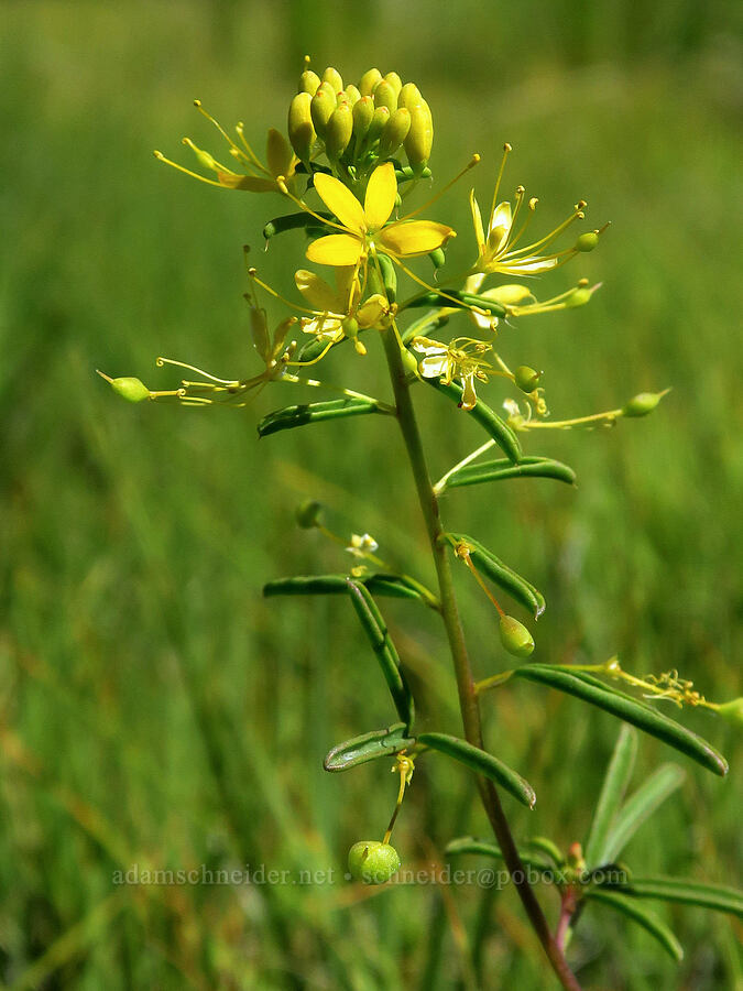 alkali stinkweed (Cleomella plocasperma) [Willow Creek Hot Springs, Harney County, Oregon]