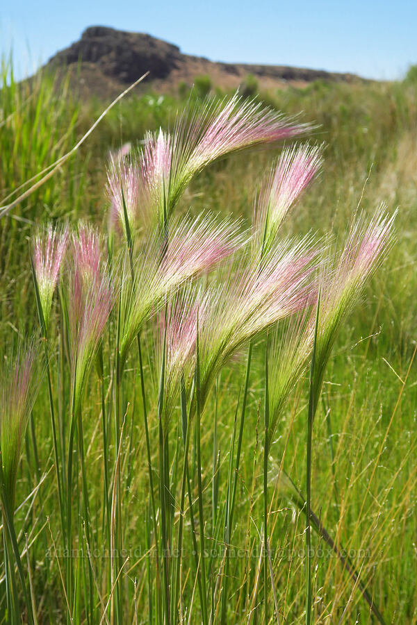 foxtail barley (Hordeum jubatum) [Willow Creek Hot Springs, Harney County, Oregon]