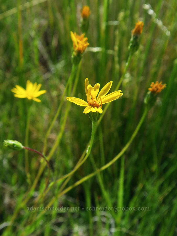 linear/marsh goldenweed (Pyrrocoma howellii (Pyrrocoma linearis)) [Willow Creek Hot Springs, Harney County, Oregon]