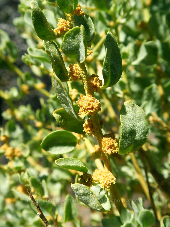 shad-scale salt-bush (Atriplex confertifolia) [Willow Creek Hot Springs, Harney County, Oregon]