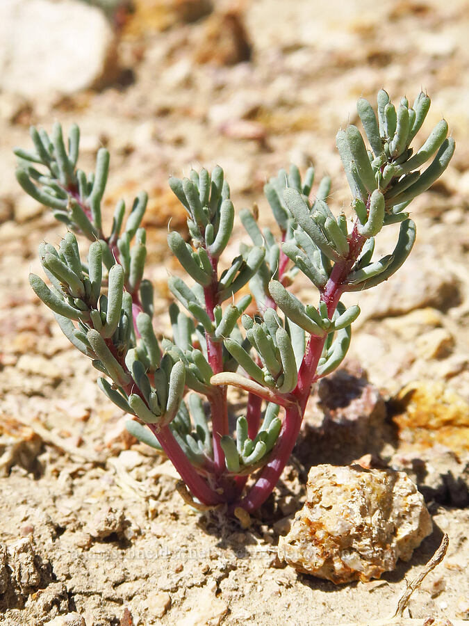 salt-lover (Halogeton glomeratus) [Willow Creek Hot Springs, Harney County, Oregon]