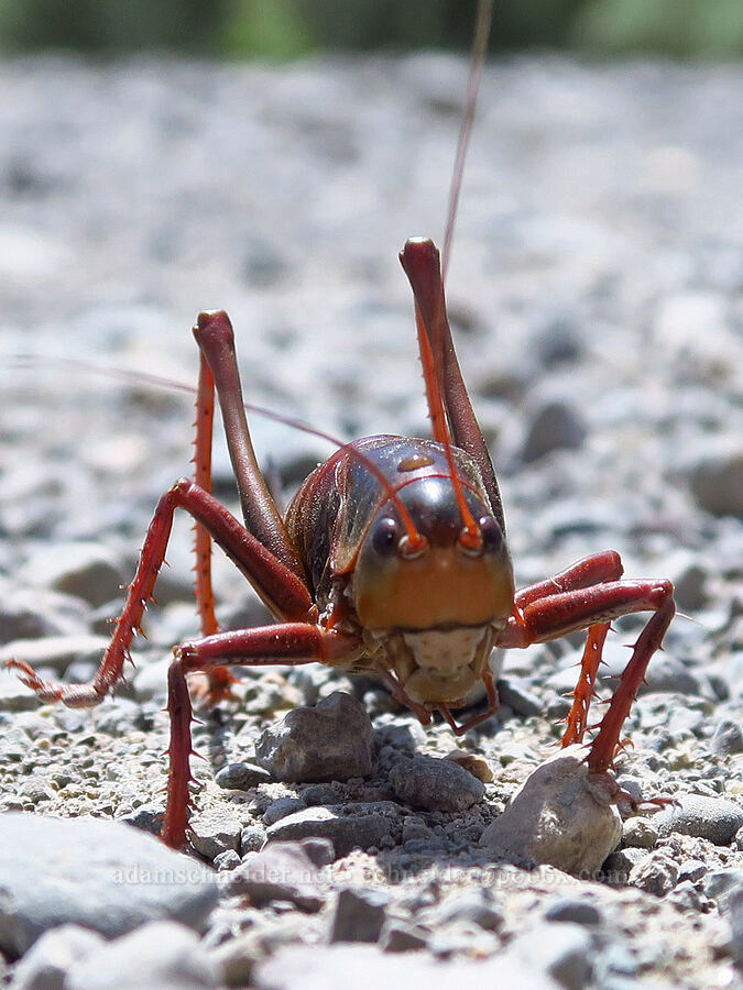 Mormon cricket (Anabrus simplex) [Whitehorse Ranch Road, Harney County, Oregon]